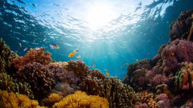 Photo of Historic Step taken on Ocean Governance in the Wider Caribbean